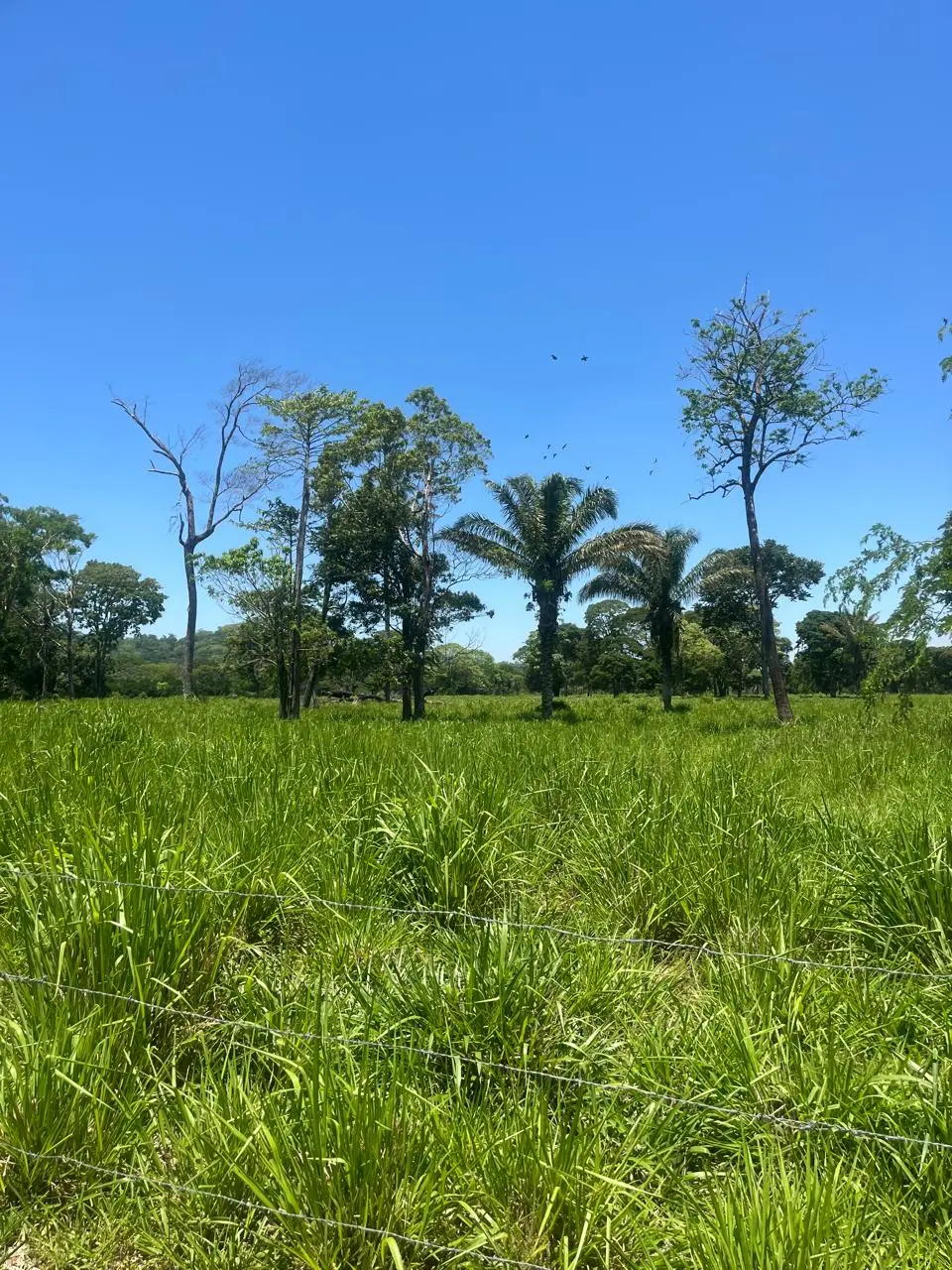 Foto 14 de En Venta | Propiedad Ganadera en Porongo