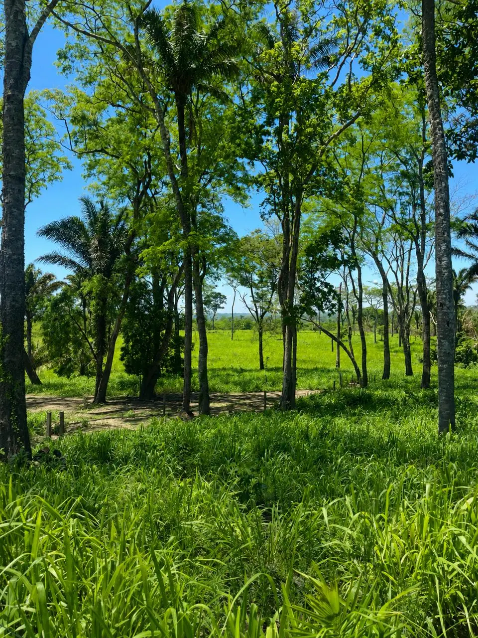 Foto 18 de En Venta | Propiedad Ganadera en Porongo