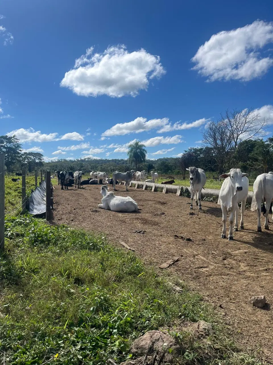 Foto 10 de En Venta | Propiedad Ganadera en Porongo