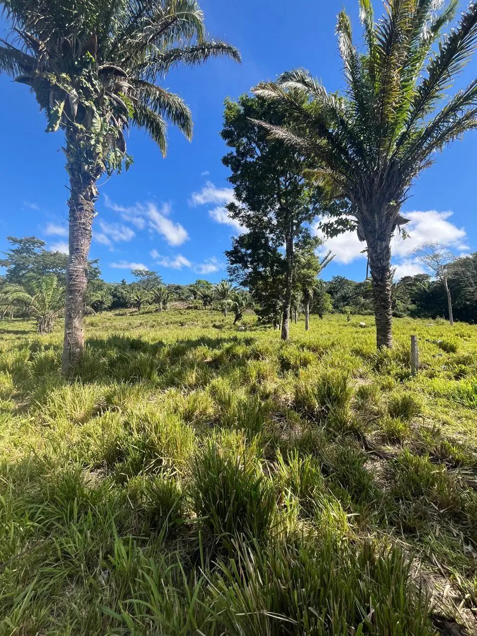 Foto 8 de En Venta | Propiedad Ganadera en Porongo