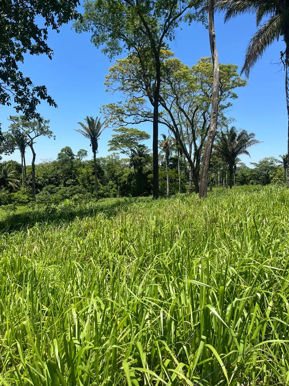 Foto 16 de En Venta | Propiedad Ganadera en Porongo